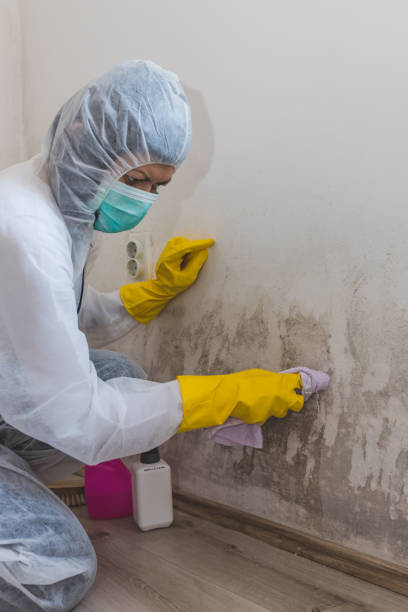 Best Mold Remediation for Healthcare Facilities  in Lake City, MN