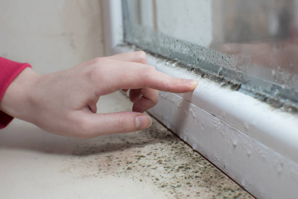 Environmental Consulting for Mold Prevention in Lake City, MN