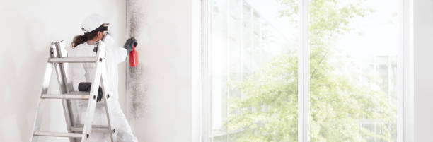 Best Emergency Mold Remediation  in Lake City, MN